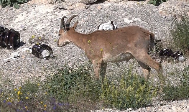 Kemaliye'de şantiye sahasına giren yaban keçisi görüntülendi