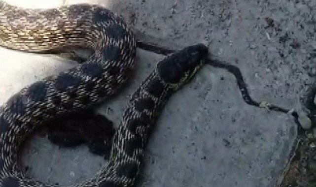 Kümesteki yumurtaları yiyen yılanı yakalayıp doğaya saldı