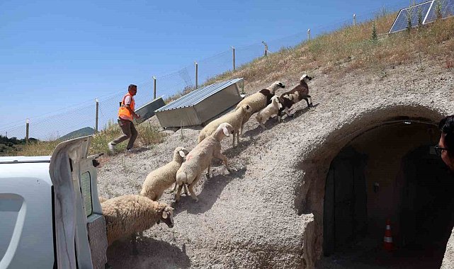 Kurban Bayramı'nda kaçan hayvanları, belediye sahibine teslim etti