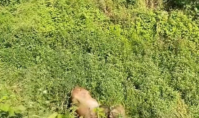 Kurbanlıklar kaçtı, vatandaşlar yakalamaya çalıştı