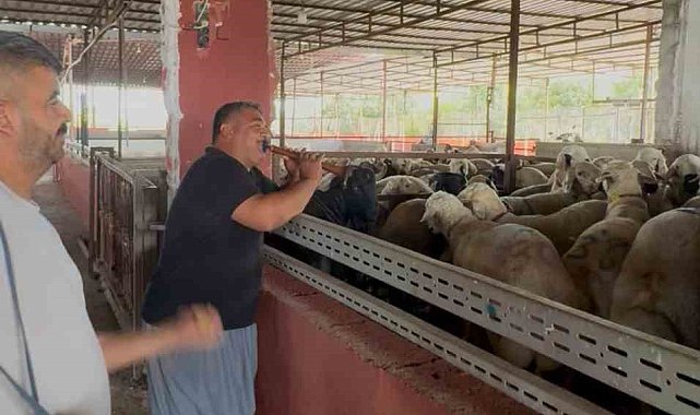Kurbanlıklara davullu zurnalı konser