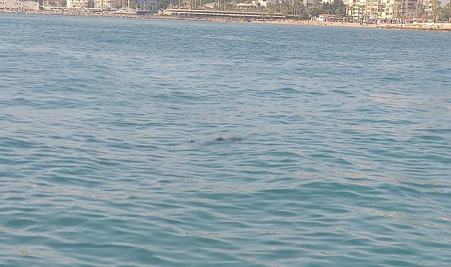 Kuşadası'nda denizde ceset bulundu