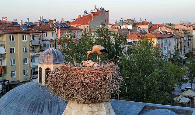 Leylekler mesken tuttukları tarihi kümbette yavrularını büyütüyor