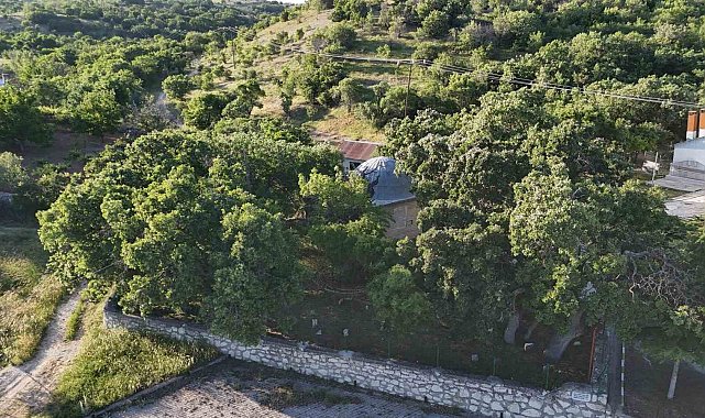 Malatya'da 800 yıllık "Menengiç ağacı" zamana direniyor
