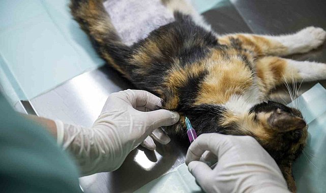 Mersin'deki kedi popülasyonu kısırlaştırma merkezi ile dengeleniyor