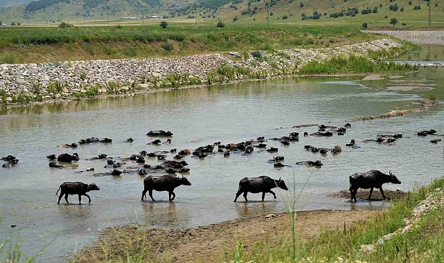 Muş'ta mandalar serin suya girerek hastalıklara karşı kendini koruyor