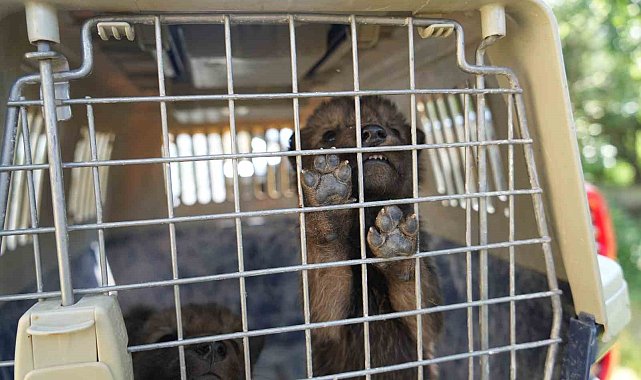 Muş'ta yaylada bulunan 4 kurt yavrusu koruma altına alındı