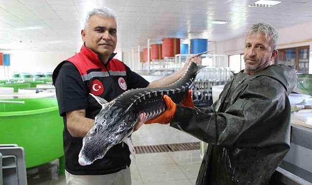 Nesli tehlike altındaki sivriburundan sadece 150 tane kaldı, Amasya'da 100 bin yavru balık üretimi planlanıyor