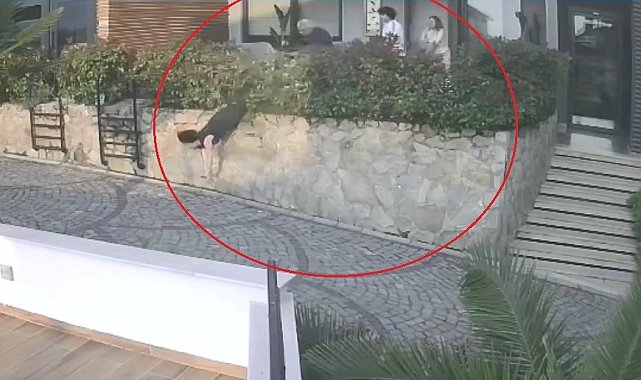 Ordu'da komşu tartışması: Doktorun iteklediği kadın düşerek ağır yaralandı