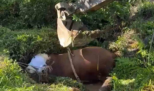 Rize'de bağını kopararak çukura düşen boğa iş makinesi ile çıkarıldı