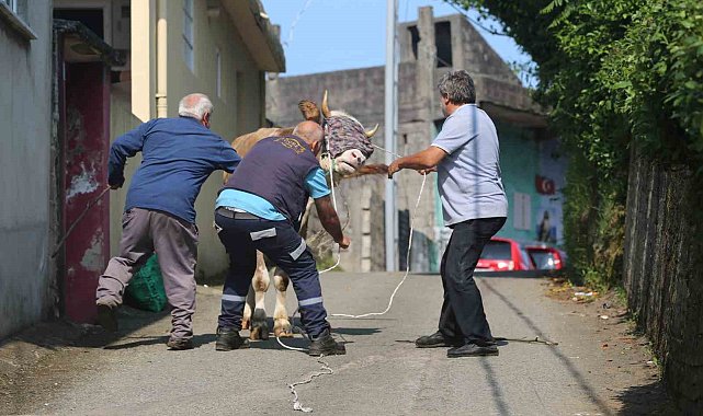 Rize'de kaçan kurbanlık sahiplerini peşinden koşturdu