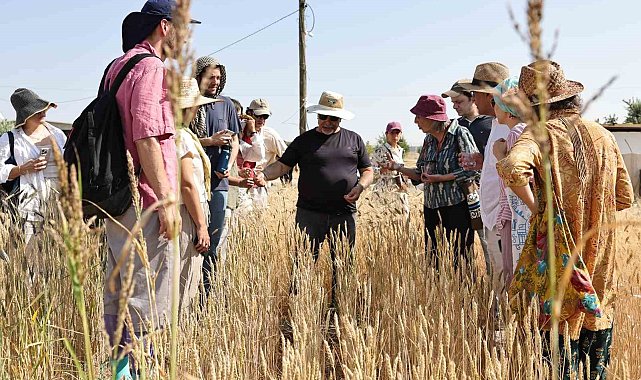 Şanlıurfa'da uluslararası buğday hasadı festivali başladı