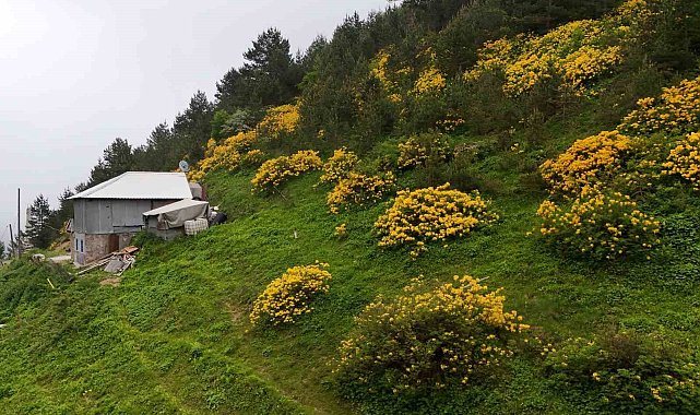 Sarı zifin çiçekleri Zigana'yı renklendirdi