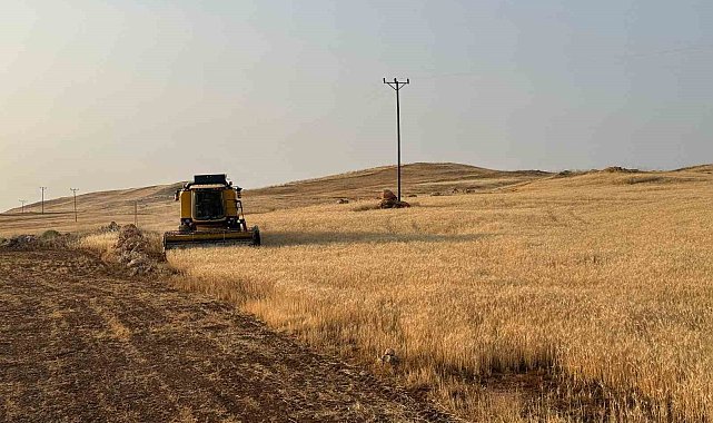 Siirt'te buğday hasadı: Çiftçiler umduklarını bulamadı