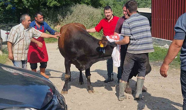 Sinop'ta kurbanlık kaçtı, köyde kısa süreli panik yaşandı