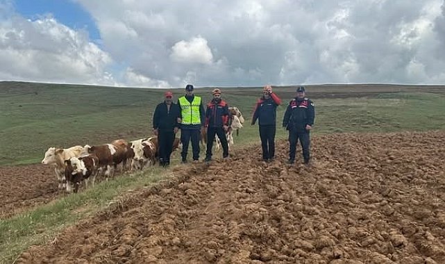 Sivas'ta kaybolan 9 büyükbaş hayvan, dronla bulundu