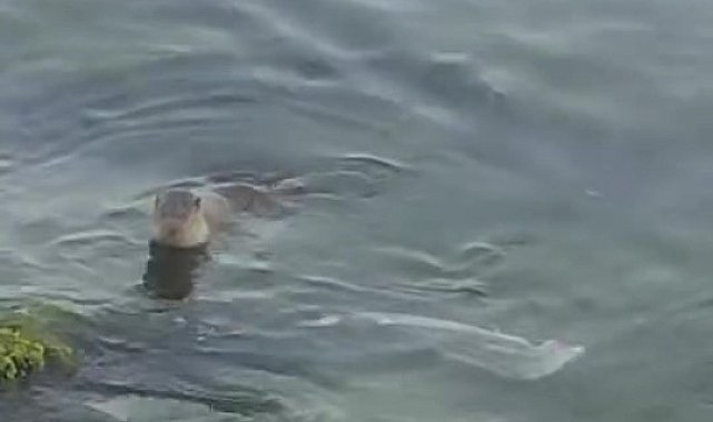 Tekirdağ'da nadir görülen su samuru, balık yerken görüntülendi