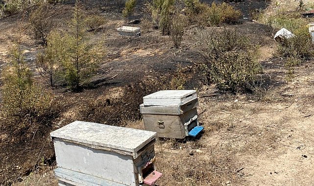 Turgutlu'da kırsal alanda çıkan yangın ormanlık alana sıçramadan söndürüldü