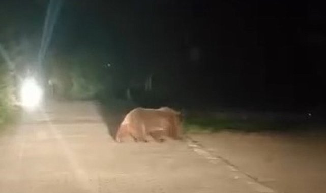 Uludağ'da ayı ailesinin yoldan geçişi görüntülendi