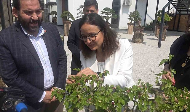 Yalova Bonsai Müzesi'nde dut hasadı