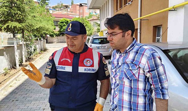 Yerköy'de nesli tükenmekte olan bozkır keleri görüldü