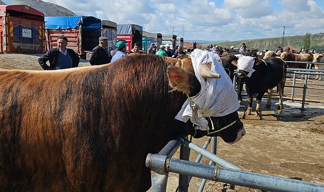 Yozgat genelindeki hayvan pazarları tedbir amaçlı kapatıldı