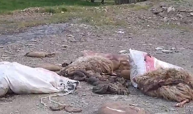 Yüksekova'da sakatatların yol kenarına atılmasına tepki