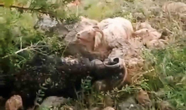 Yüksekova'da sürünün üzerine yıldırım düştü: 8 koyun telef oldu, çoban yaralandı