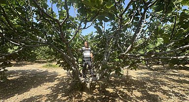Antalya'da sıcak hava siyah incir rekoltesini yüzde 50 düşürdü