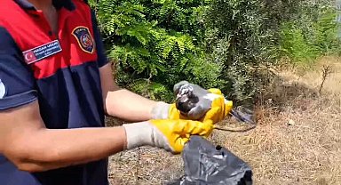 Ayağına poşet dolanan kuşu itfaiye kurtardı