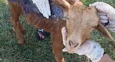 Çanakkale'de orman yangınında yanan keçi Emekli Hayvanlar Çiftliği'nde tedavi altına alındı