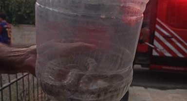 Elazığ'da engerek yılanı paniği