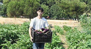 Gazi Tarım'da hasat zamanı