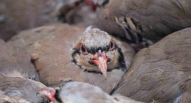 Kenelere karşı mücadele sürüyor: 1 milyona yakın keklik doğaya salındı