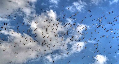 Leylekler göç yolunda Beyşehir'de görüntülendi