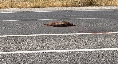 Van'da otomobil domuza çarptı