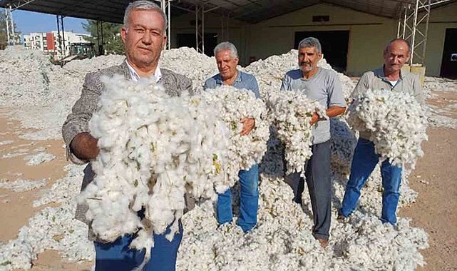 Araban Ovası'nda makinalı pamuk hasadı buruk başladı