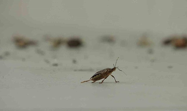 Kahverengi kokarca istilası vatandaşları tedirgin ediyor