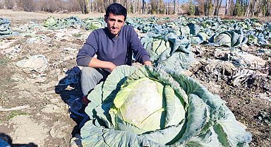 30 yıldır lahana üreten baba ve oğul, bölgeye organik ürün sunuyor