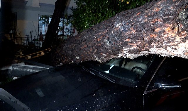 Antalya'da yağmur ve şiddetli rüzgar 10 metrelik ağaç devrildi: iki araç ve bina zarar gördü