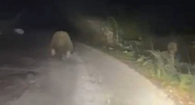 Aracın ışıklarından korkan ayı böyle kaçtı