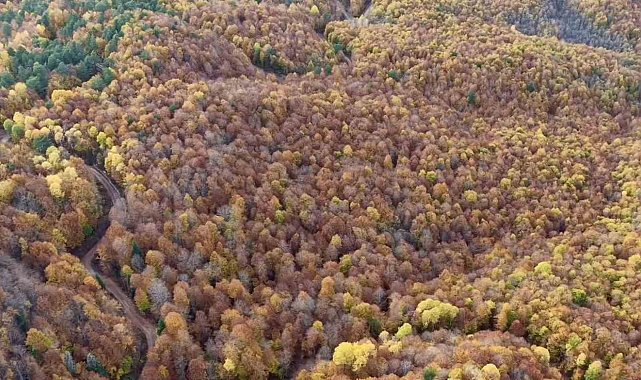 Bolu'da ormanlık alanlarda sonbahar güzelliği