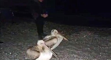 Dünyaca ünlü sahilde pelikan şaşkınlığı