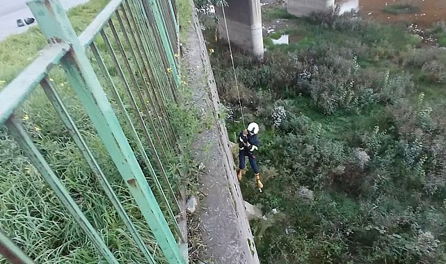 Filyos Çayı'na düşen yavru kedi kurtarıldı