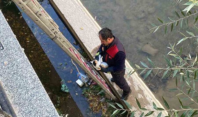 Gümüşhane'de çaya düşen yavru kediyi itfaiye ekipleri kurtardı