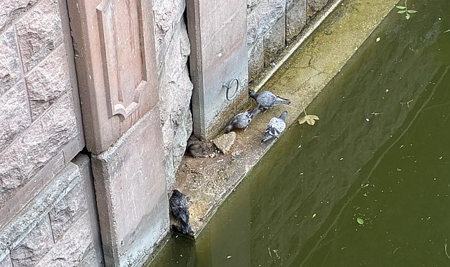 Güvercinler ve fareler yemeklerini paylaştı