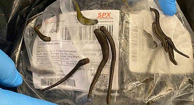 İstanbul Havalimanı'nda 5 bin adet tıbbi sülük ele geçirildi