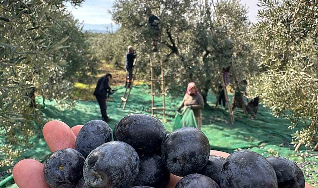 İsviçre sofralarını süsleyen zeytinde bu yıl kalite yüksek