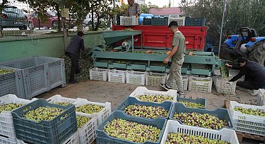 Kazdağları'nda tescilli yeşil çizik zeytin için elek mesaisi başladı