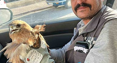 Kırşehir'de yaralı halde bulunan şahin tedavi altına alındı